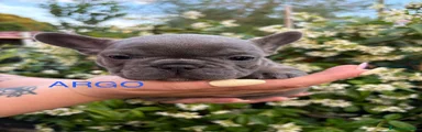 Bulldog Francese 1