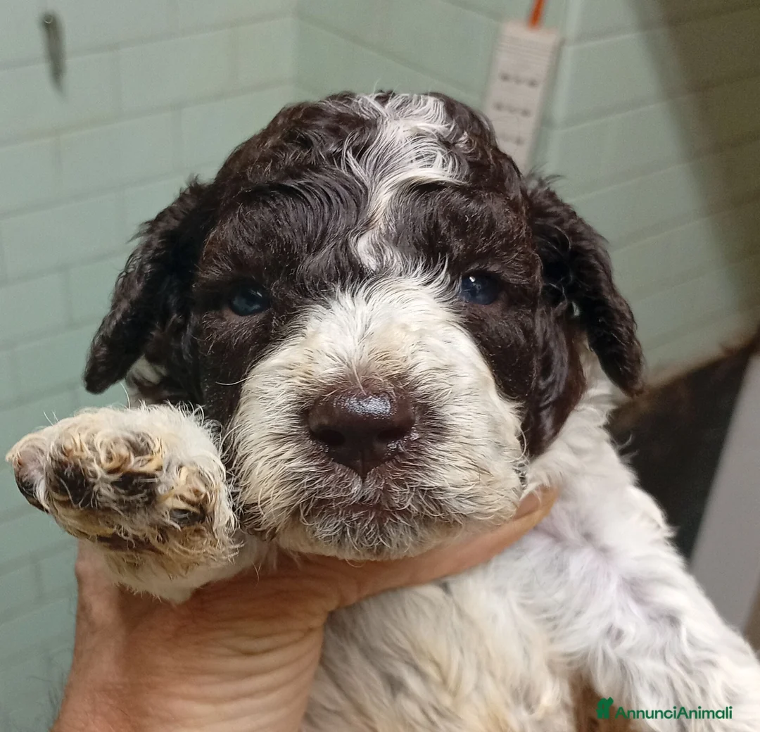 Lagotto cani in vendita: Cuccioli di lagotto con pedigree - Annuncio 1