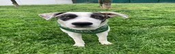 Meticcio cani in regalo: Giove  a Provincia di Lecco - Annuncio 4