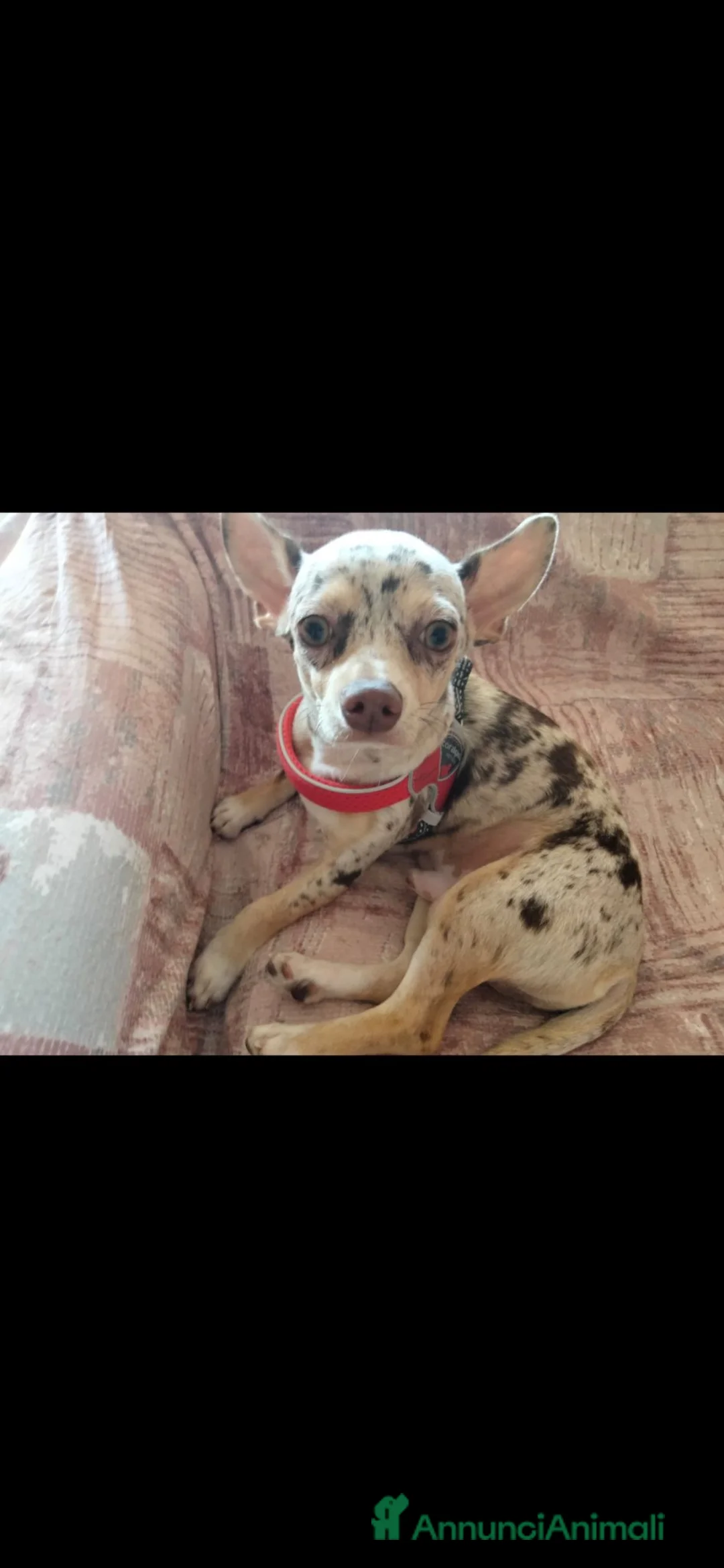 Chihuahua cani in vendita: Chiuahua merle - Annuncio 7