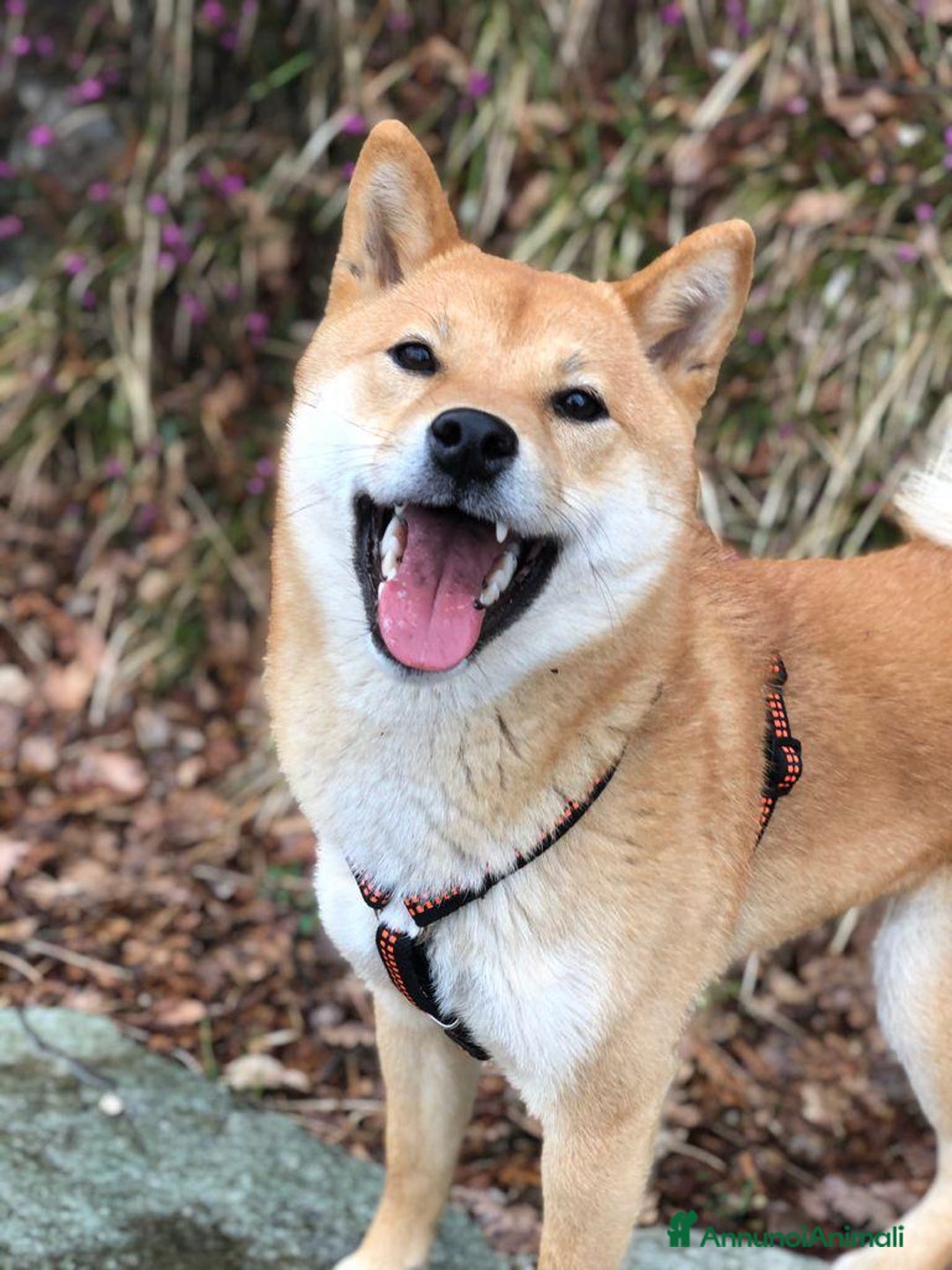 Immagine della galleria {{count}}