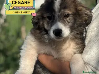 Meticcio cani CESARE cucciolotto 2 mesi e mezzo in adozione - Annuncio 1