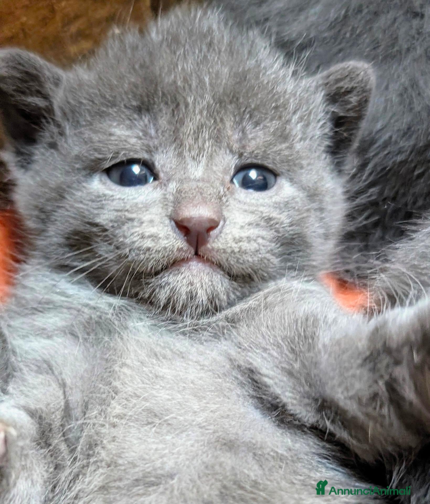 Certosino gatti Cuccioli di Certosino con pedigree Anfi - Annuncio 25