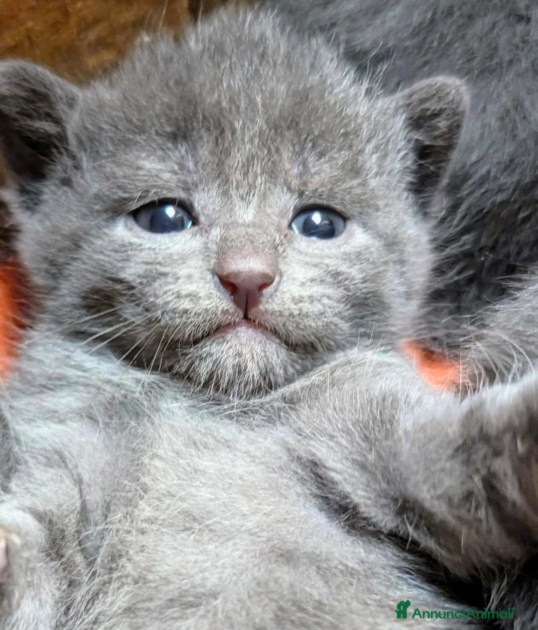 Certosino gatti in vendita: Cuccioli di Certosino con pedigree Anfi - Annuncio 1