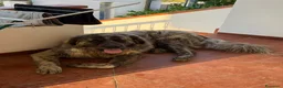 Pastore del Caucaso cani in regalo: In Regalo Pastore del Caucaso 18Mesi a Provincia di Prato - Annuncio 7
