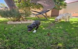 Meticcio cani in regalo: Beatrice: cucciolotta taglia contenuta socievole  a Città Metropolitana di Genova - Immagine 9