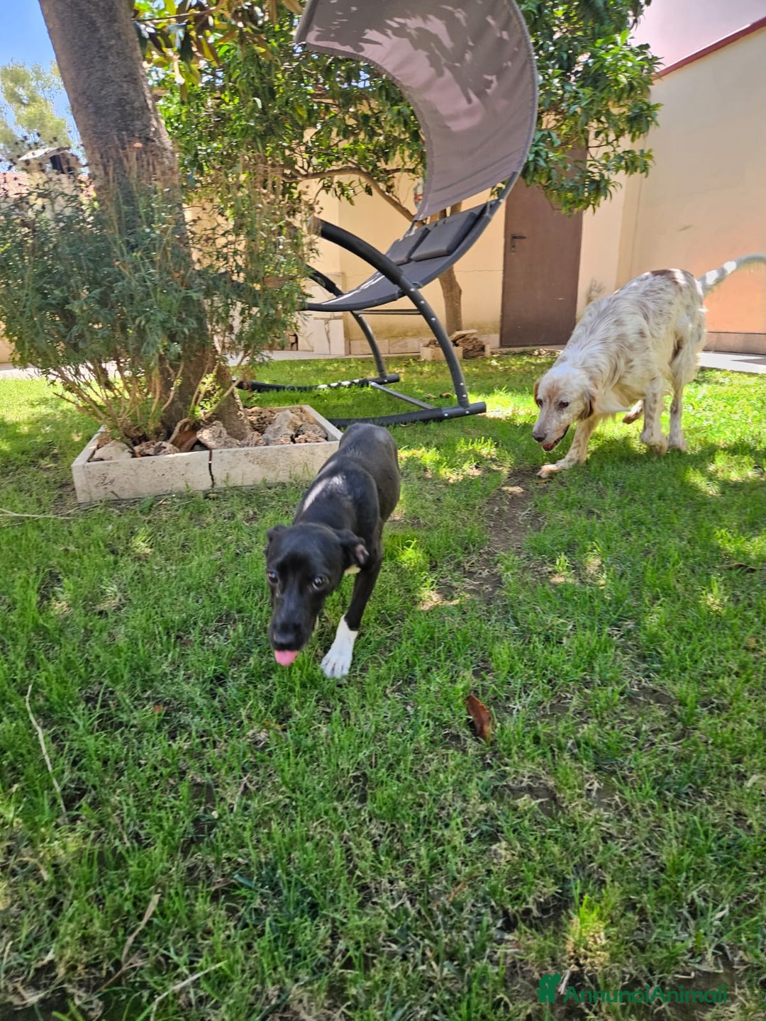 Meticcio cani in regalo: Beatrice: cucciolotta taglia contenuta socievole  a Città Metropolitana di Genova - Immagine 9