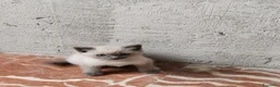 Siamese gatti in vendita: Micetto siamese - Annuncio 4