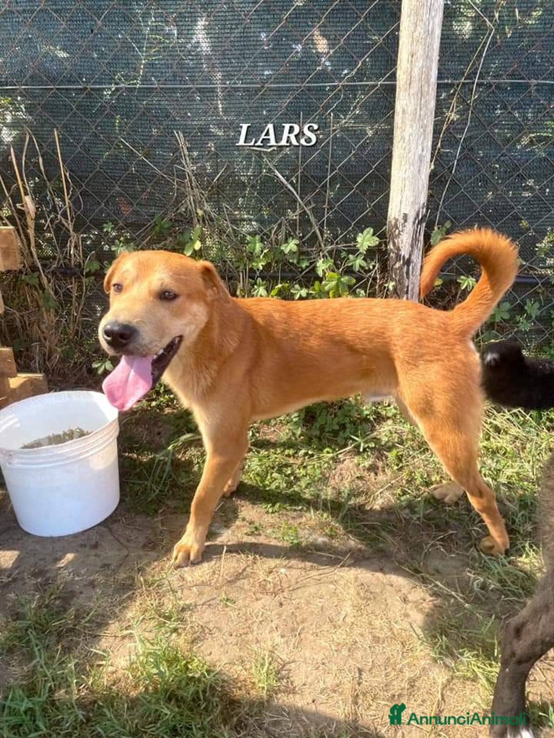 Meticcio cani in regalo: LARS, Cucciolo simil sharpey a Provincia di Latina - Annuncio 4