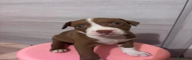 Pitbull 5
