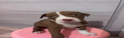 Pitbull cani in vendita: Cuccioli american pitbull terrier  - Annuncio 3