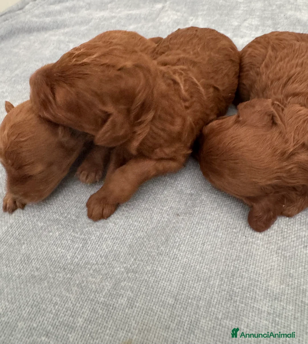 Barboncino Toy cani in vendita: Barboncini Toy red Abruzzo - Annuncio 3