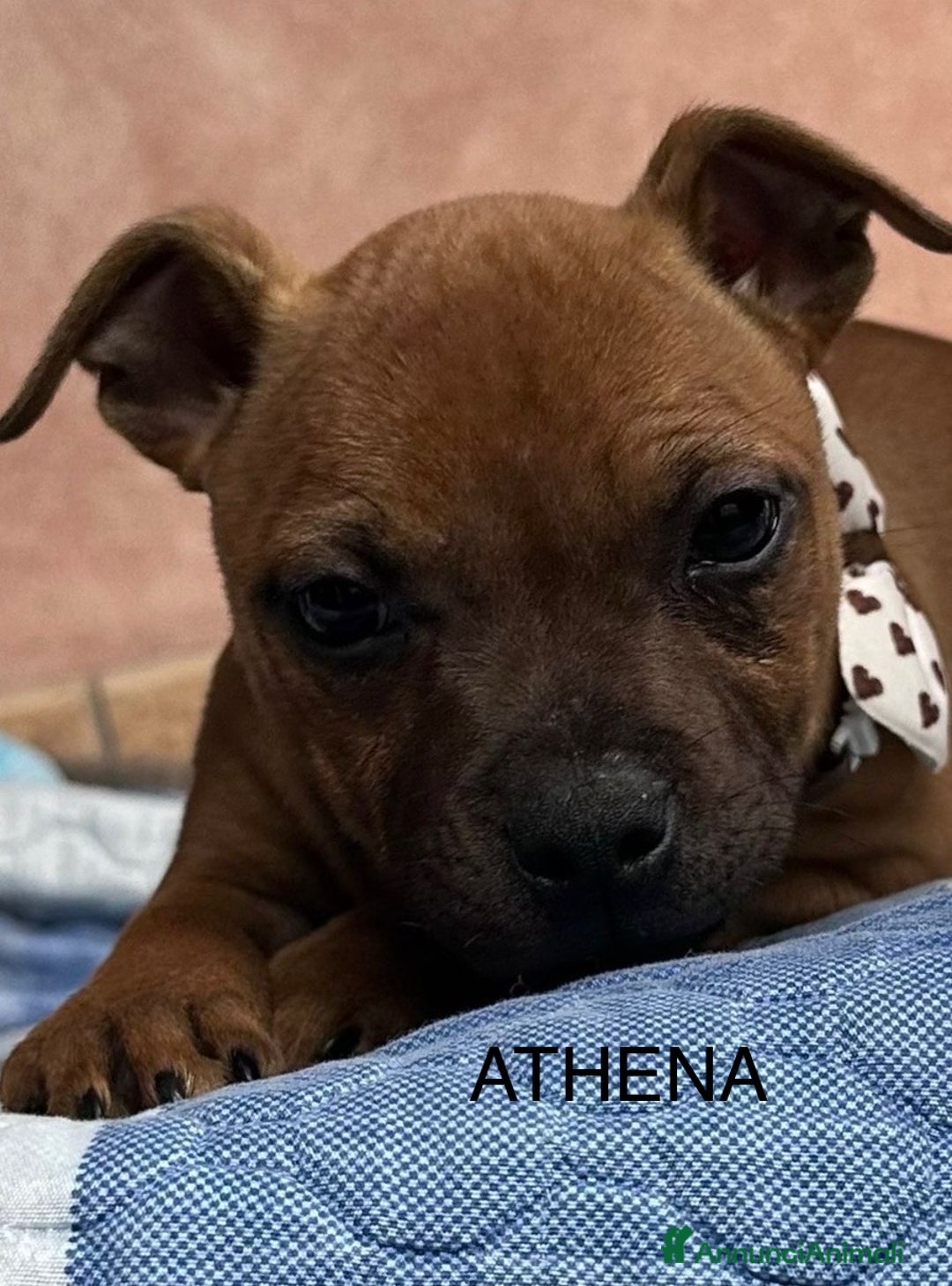 Staffordshire cani in vendita: STAFFIRDSHIRE BULL TERRIER - Annuncio 2