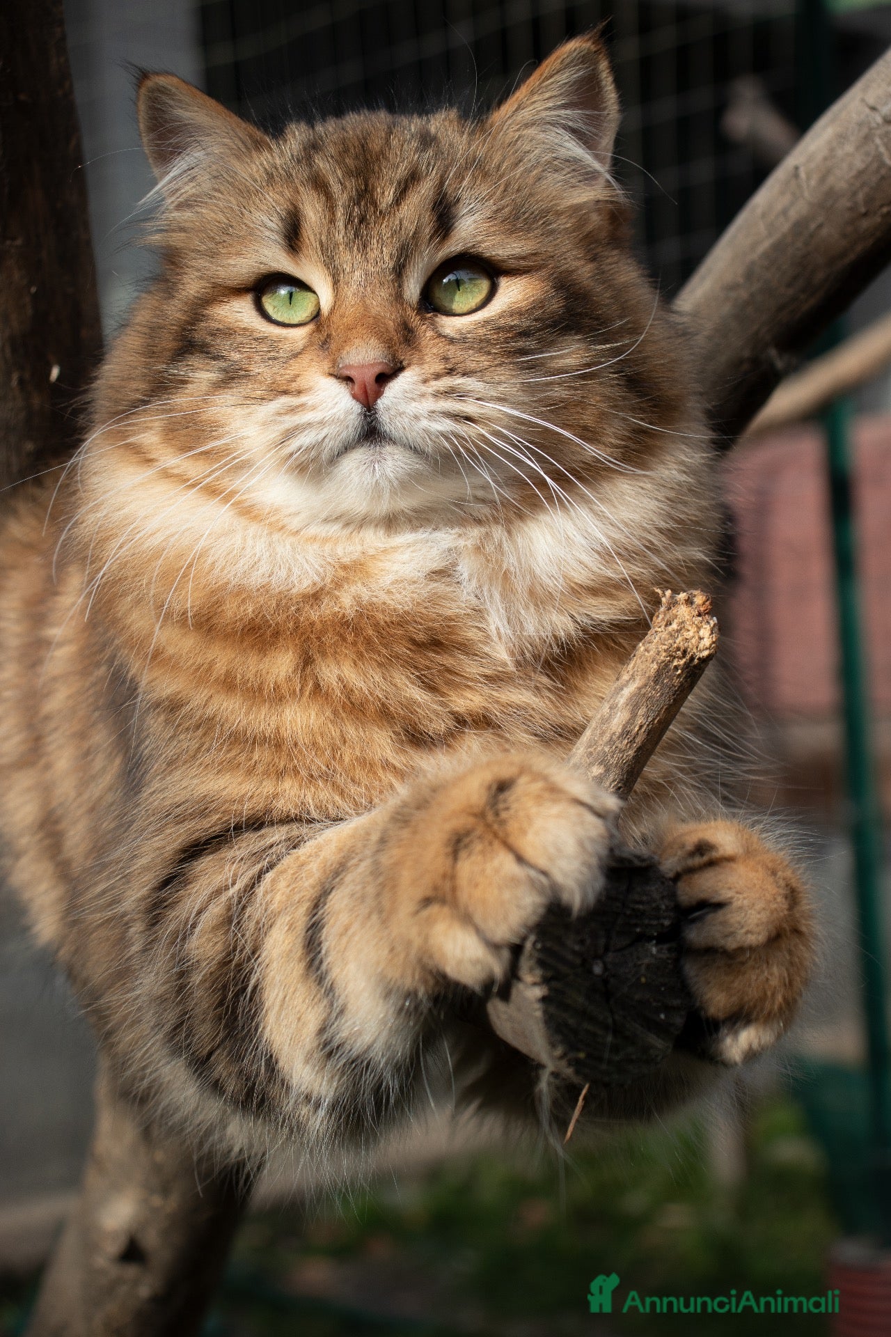 Siberiano gatti PERCORSI OLISTICI E GATTINI SIBERIANI - Annuncio 7