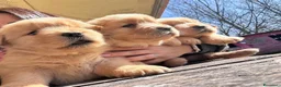 Golden Retriever cani in vendita: Golden Retriever Americani 100% con Pedigree ENCI - Annuncio 3