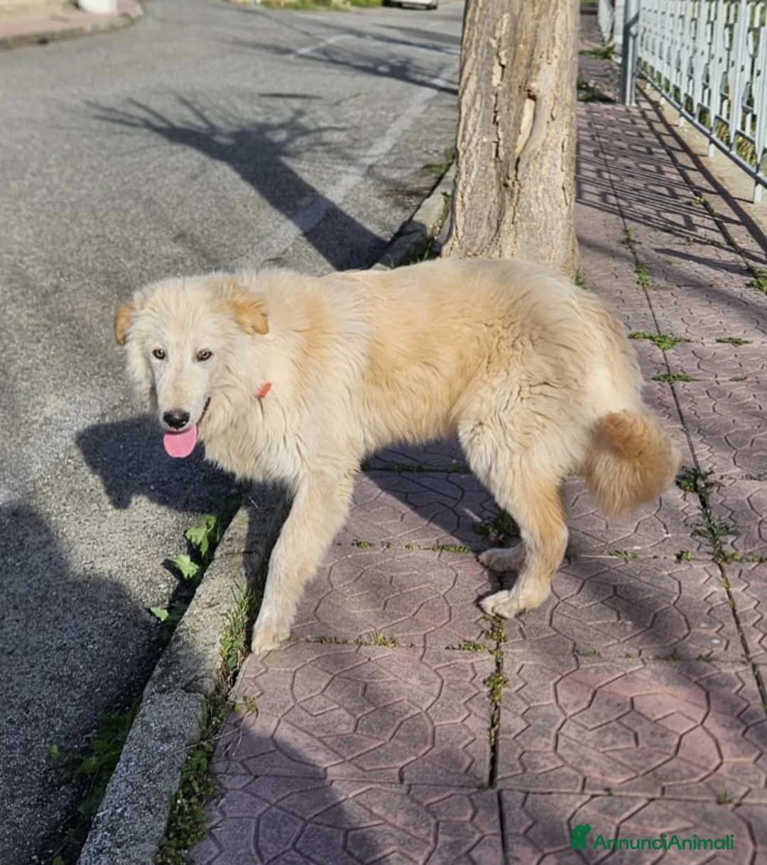 Meticcio cani in regalo: AKI MIX GOLDEN - Annuncio 3