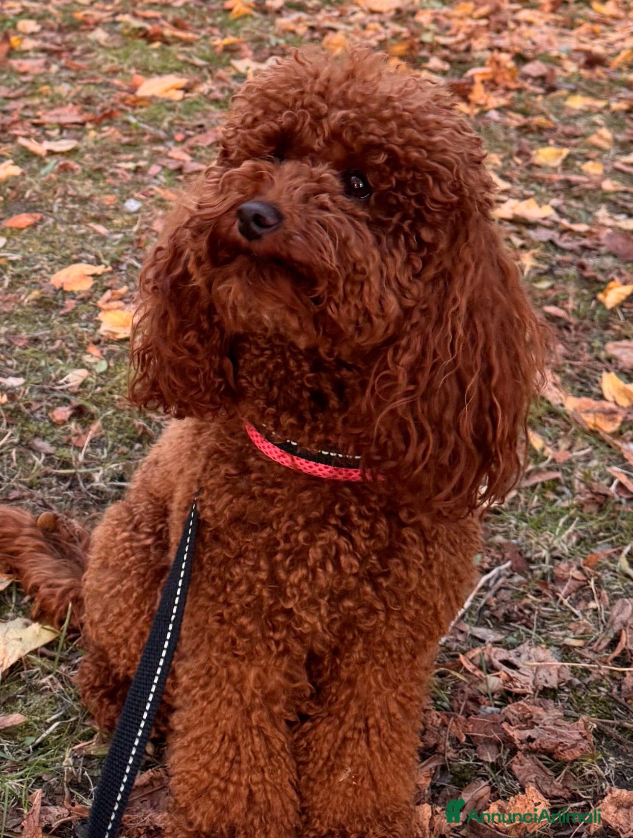 Barboncino Toy cani Barboncino Toy Red - Annuncio 1