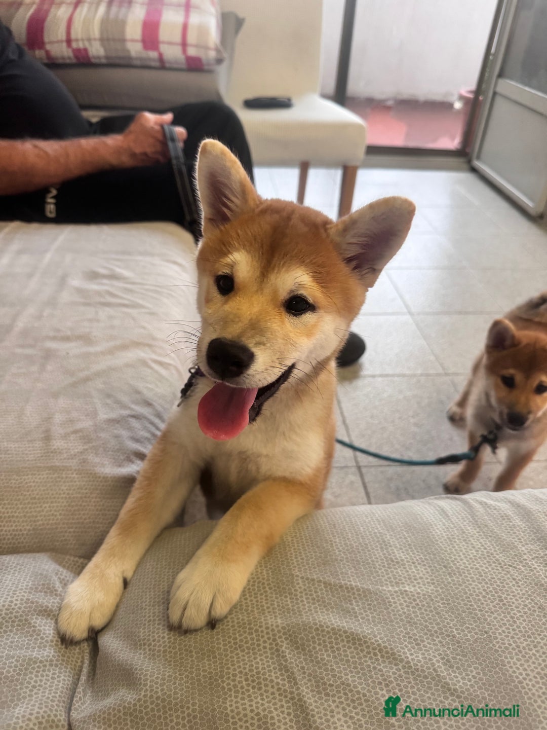 Shiba Inu cani in vendita: Cuccioli Sbiba Inu  - Immagine 3