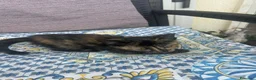 Europeo gatti in regalo: GATTINI MERAVIGLIOSI  a Provincia di Crotone - Annuncio 10
