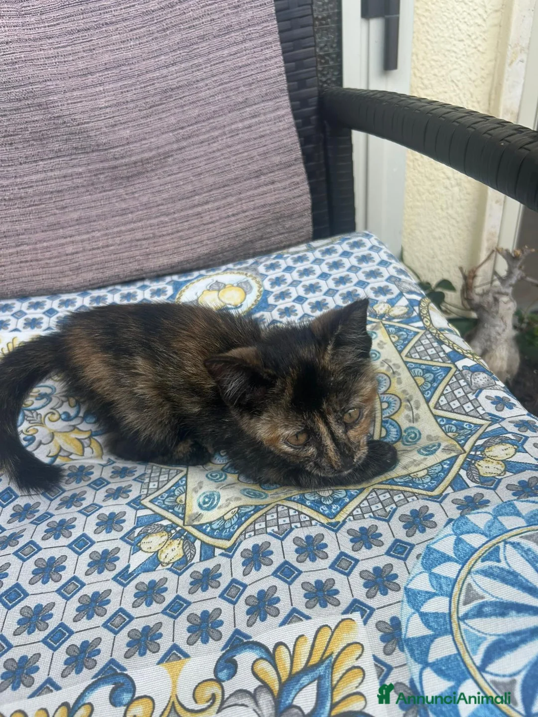 Europeo gatti in regalo: GATTINI MERAVIGLIOSI  a Provincia di Crotone - Annuncio 10