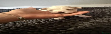 Maltese 4