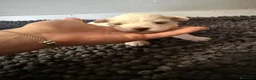 Maltese cani in vendita: Cuccioli di Maltese  - Annuncio 4