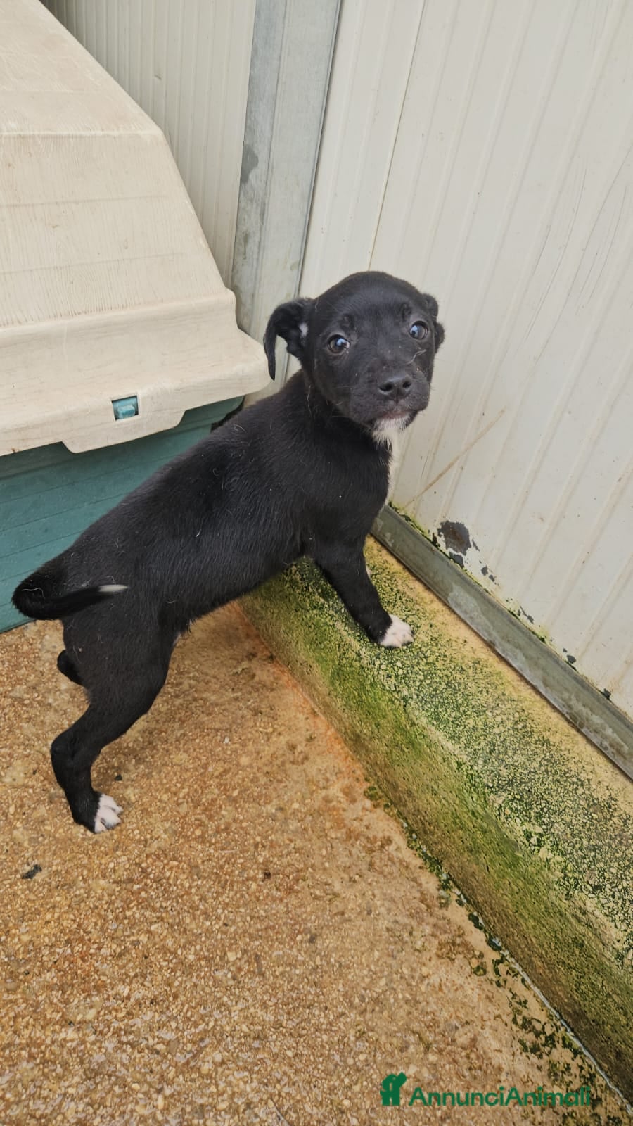 Meticcio cani Corsica: 2 mesi taglia contenuta  - Annuncio 29