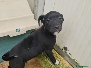 Meticcio cani Corsica: 2 mesi taglia contenuta - Annuncio 35