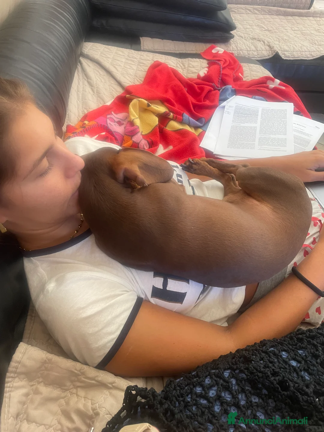 Bassotto cani per accoppiamento: Accoppiamento  - Annuncio 5