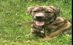 Cane Corso cani in regalo: Kevin cucciolone mixcorso a Milano - Immagine 1