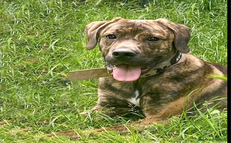 Cane Corso cani a Milano - Annuncio 13