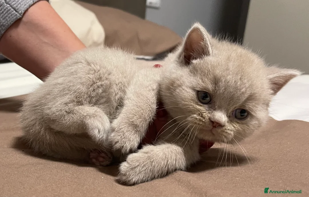 Immagine della galleria {{count}}