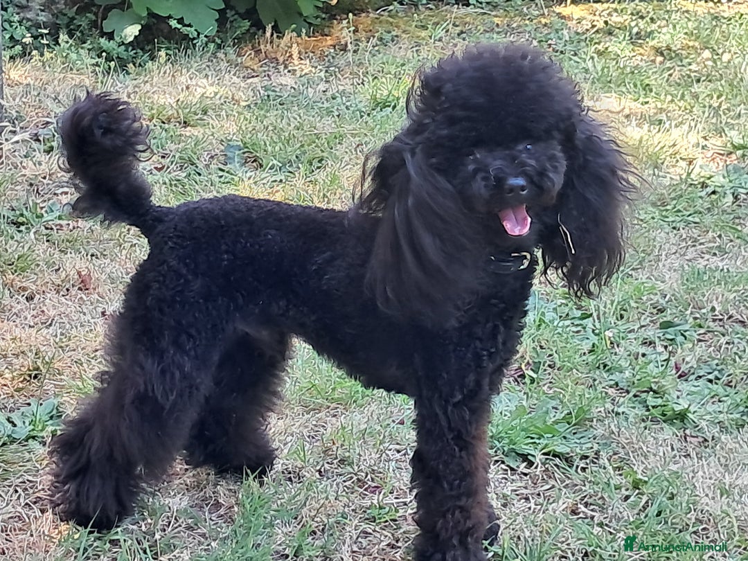 Barboncino Toy cani per accoppiamento: Barboncino Toy  - Immagine 4