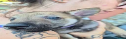 Lupo Cecoslovacco cani in vendita: Cuccioli cane lupo cecoslovacco  - Annuncio 3