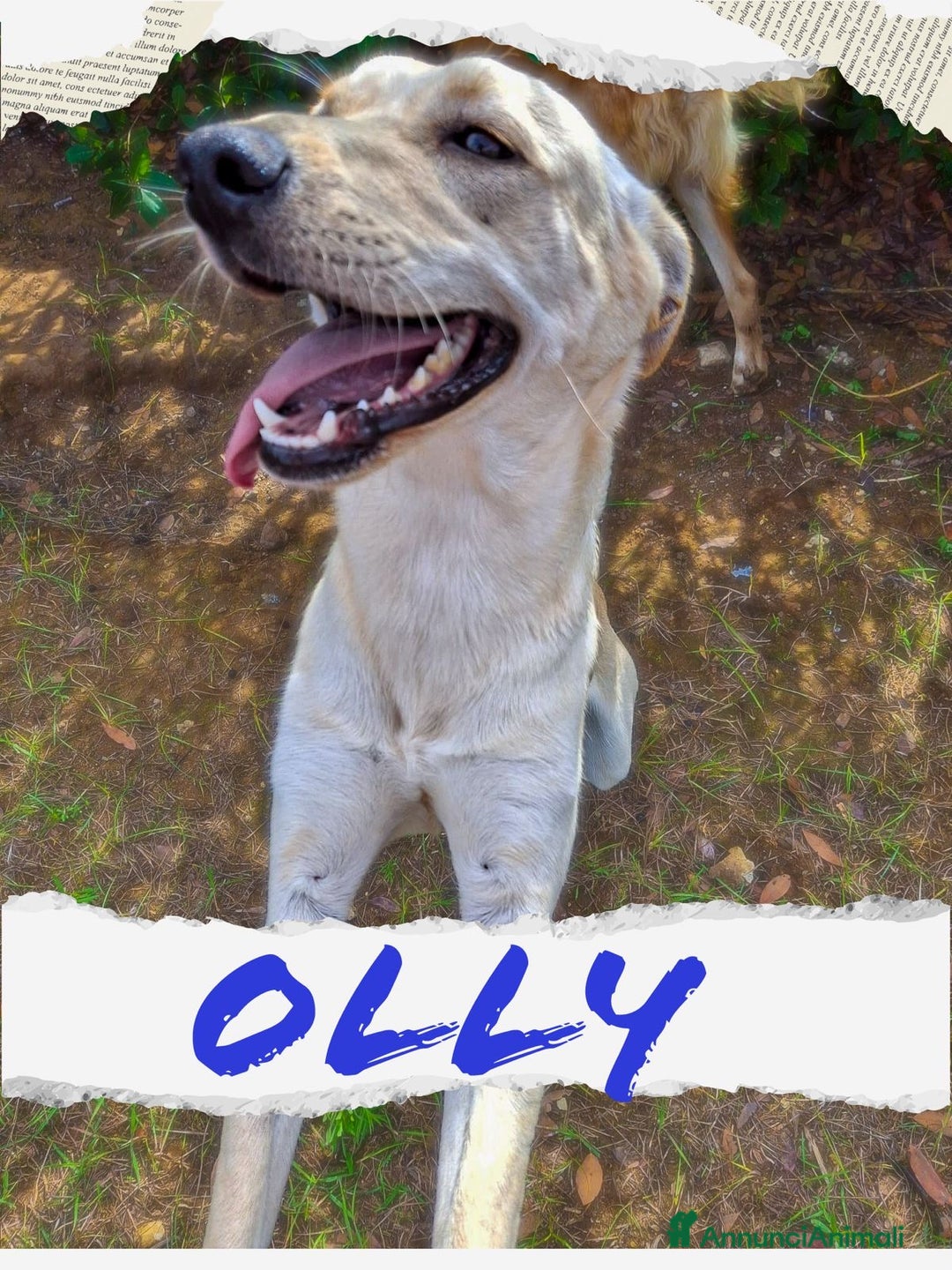 Meticcio cani in regalo: OLLY 💙 - cucciolo docile e coccolone cerca casa🥺 - Annuncio 1