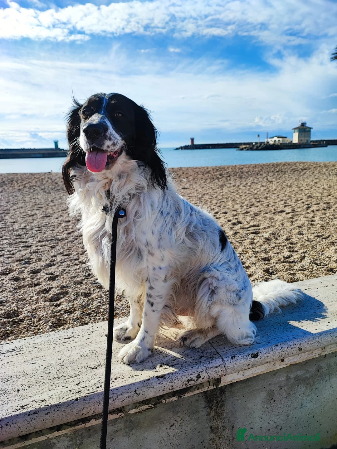 Setter Inglese cani in regalo: 🐾 Hiro, 6 anni, dolcissimo e educato, cerca casa - Annuncio 2