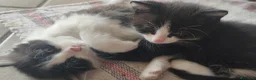 Altre razze gatti in regalo: Micini in regalo 📍VCO - Annuncio 1