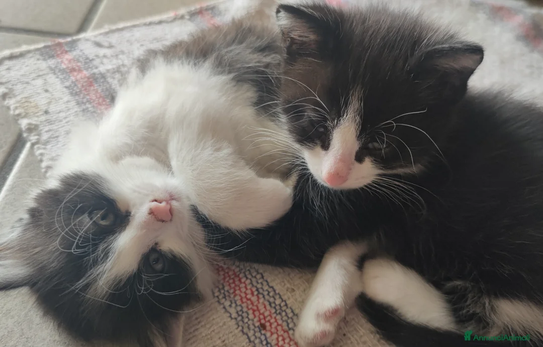 Altre razze gatti in regalo: Micini in regalo 📍VCO - Annuncio 1