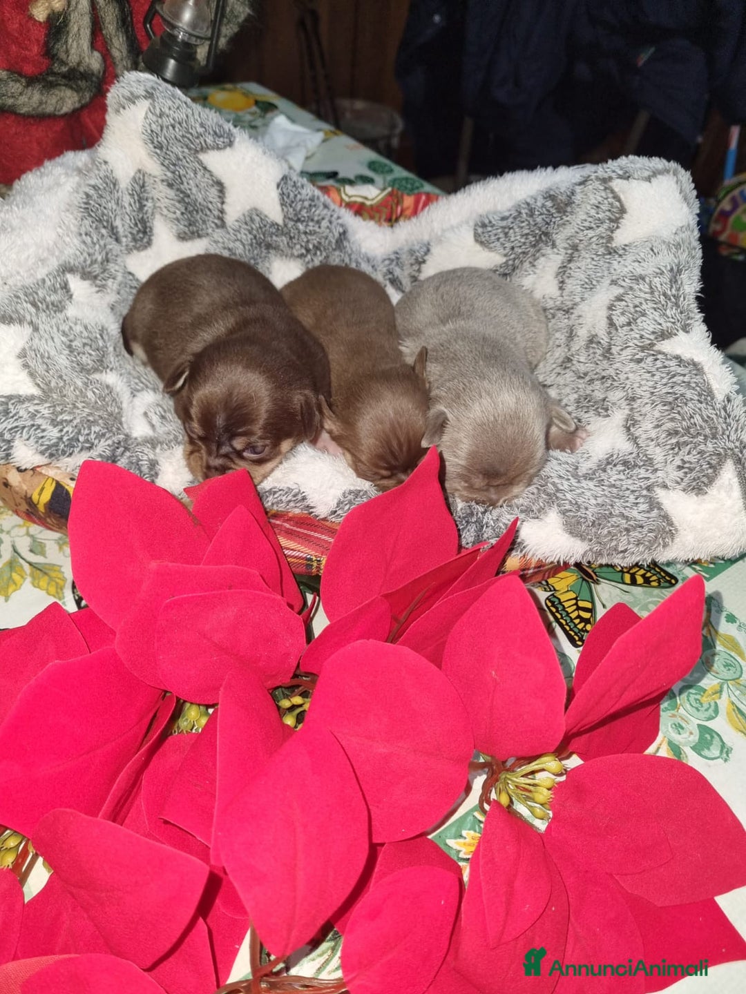 Chihuahua cani in vendita: Cuccioli di chiuhauha toy puri  - Annuncio 10