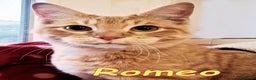 Europeo gatti in regalo: ROMEO UN AMORE DI MICETTO - Annuncio 2