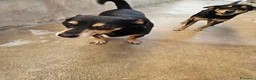 Pinscher Tedesco cani in regalo: Morris: nonnino pinscherino socievole. - Annuncio 9