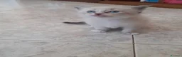 Ragdoll gatti in vendita: Gattini ragdoll occhi azzurri  - Annuncio 4