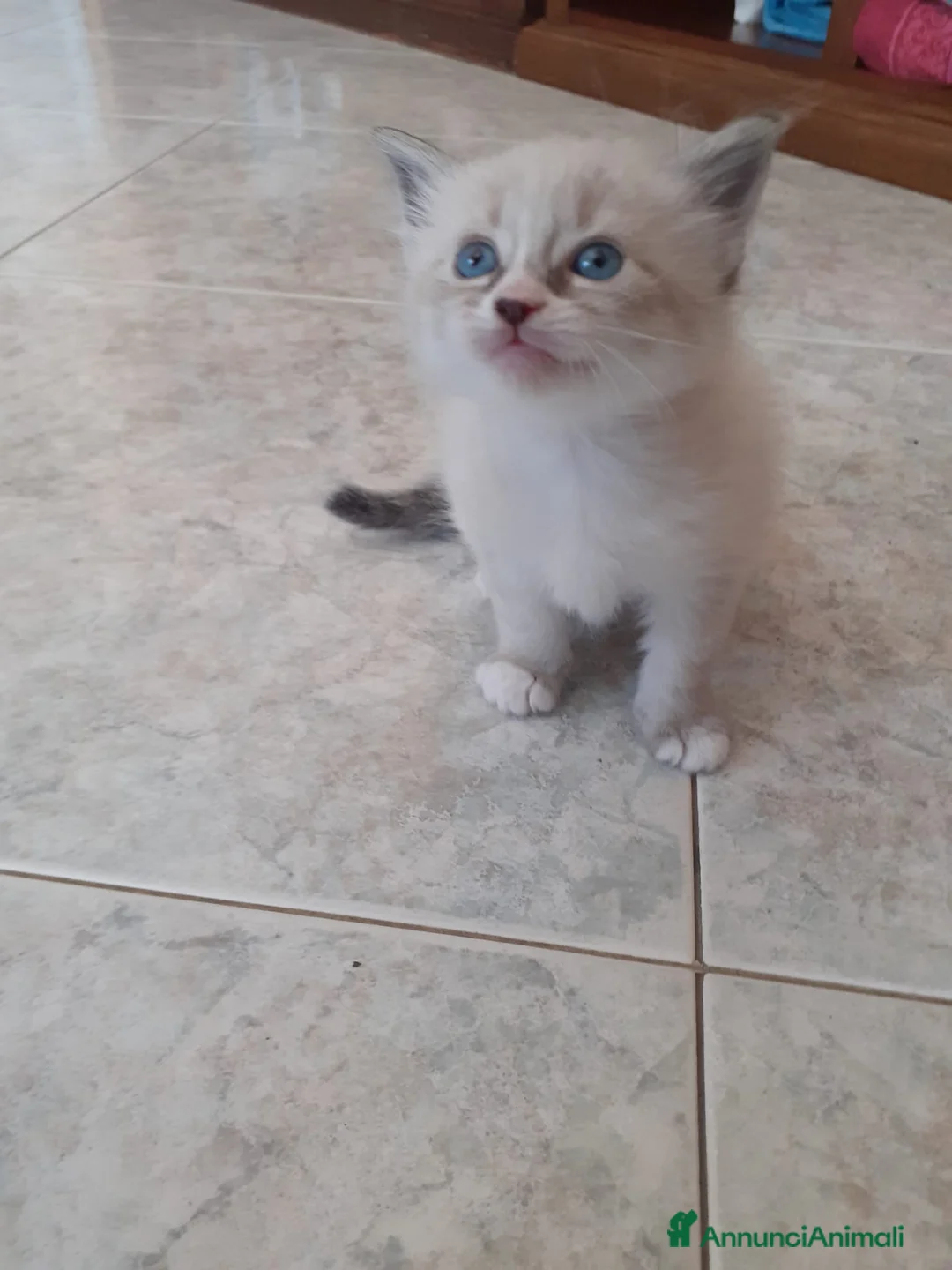 Ragdoll gatti in vendita: Gattini ragdoll occhi azzurri  - Annuncio 4