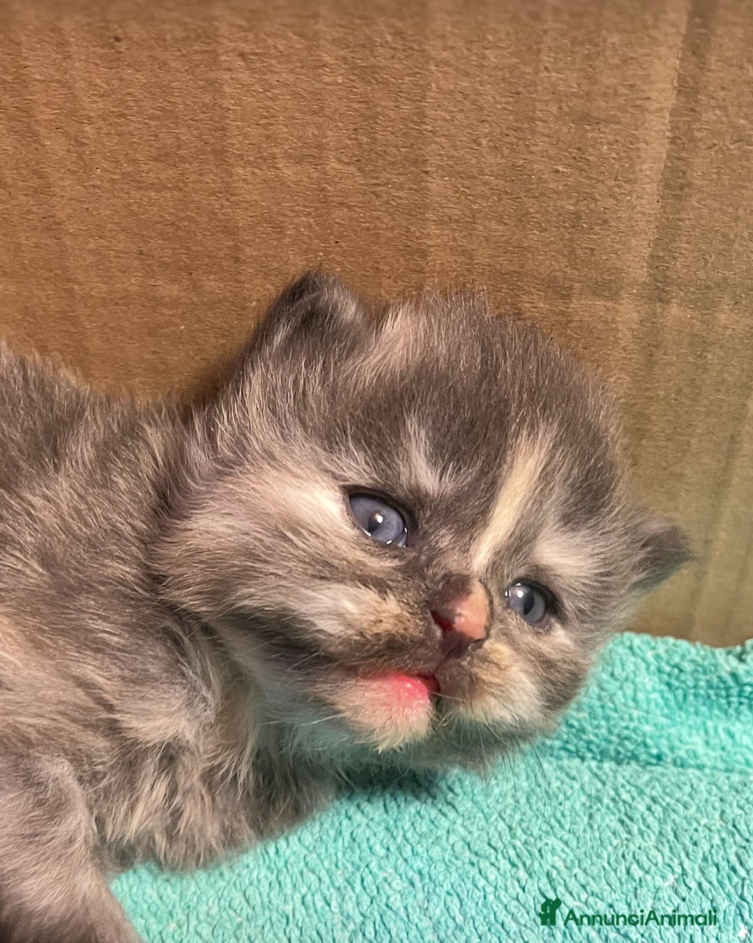 Siberiano gatti in vendita: Gattini siberiani  - Annuncio 10