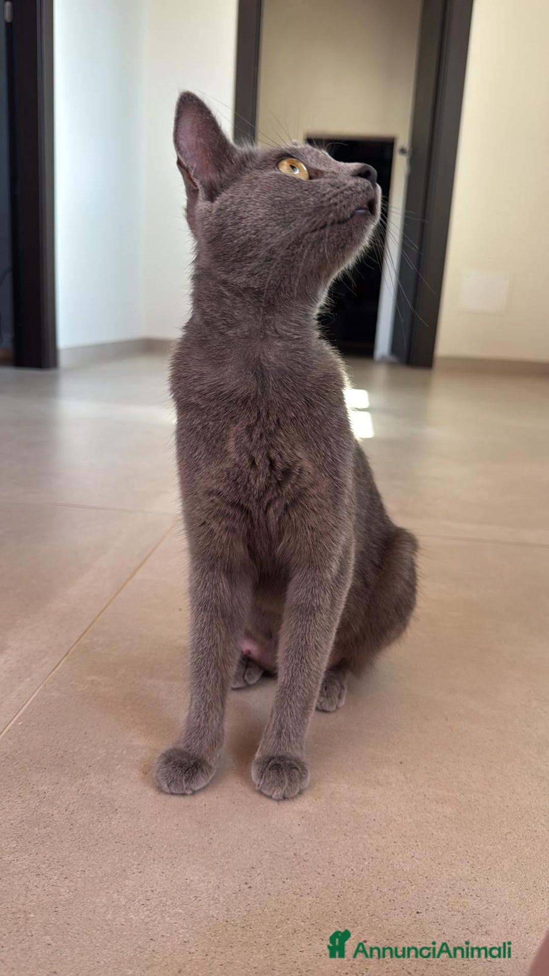 Certosino gatti in regalo: Certosina femmina di 8 mesi a Metropolitan City of Rome Capital - Annuncio 7