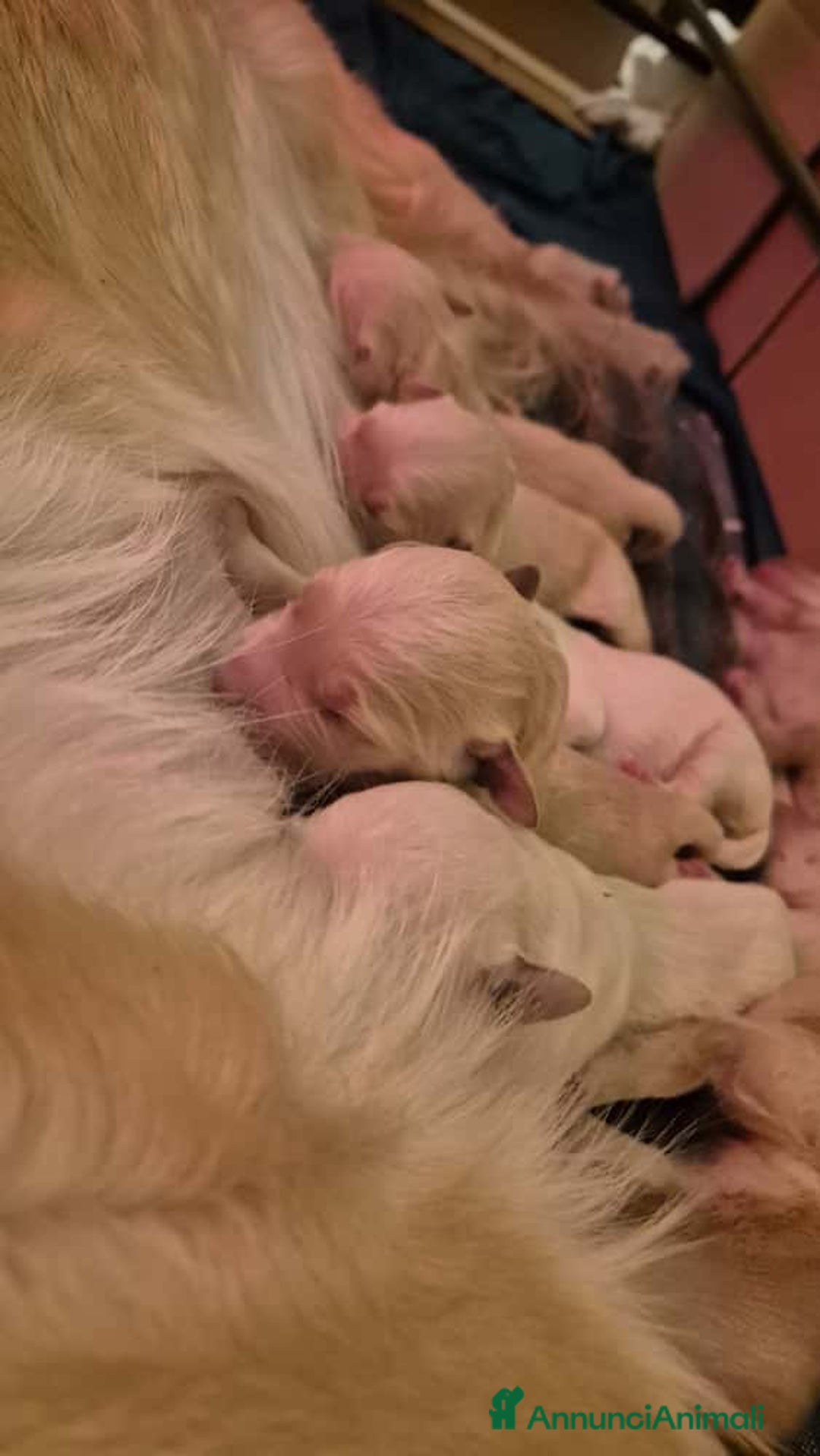 Golden Retriever cani in vendita: Cucciole di Golden Retriever - Annuncio 15