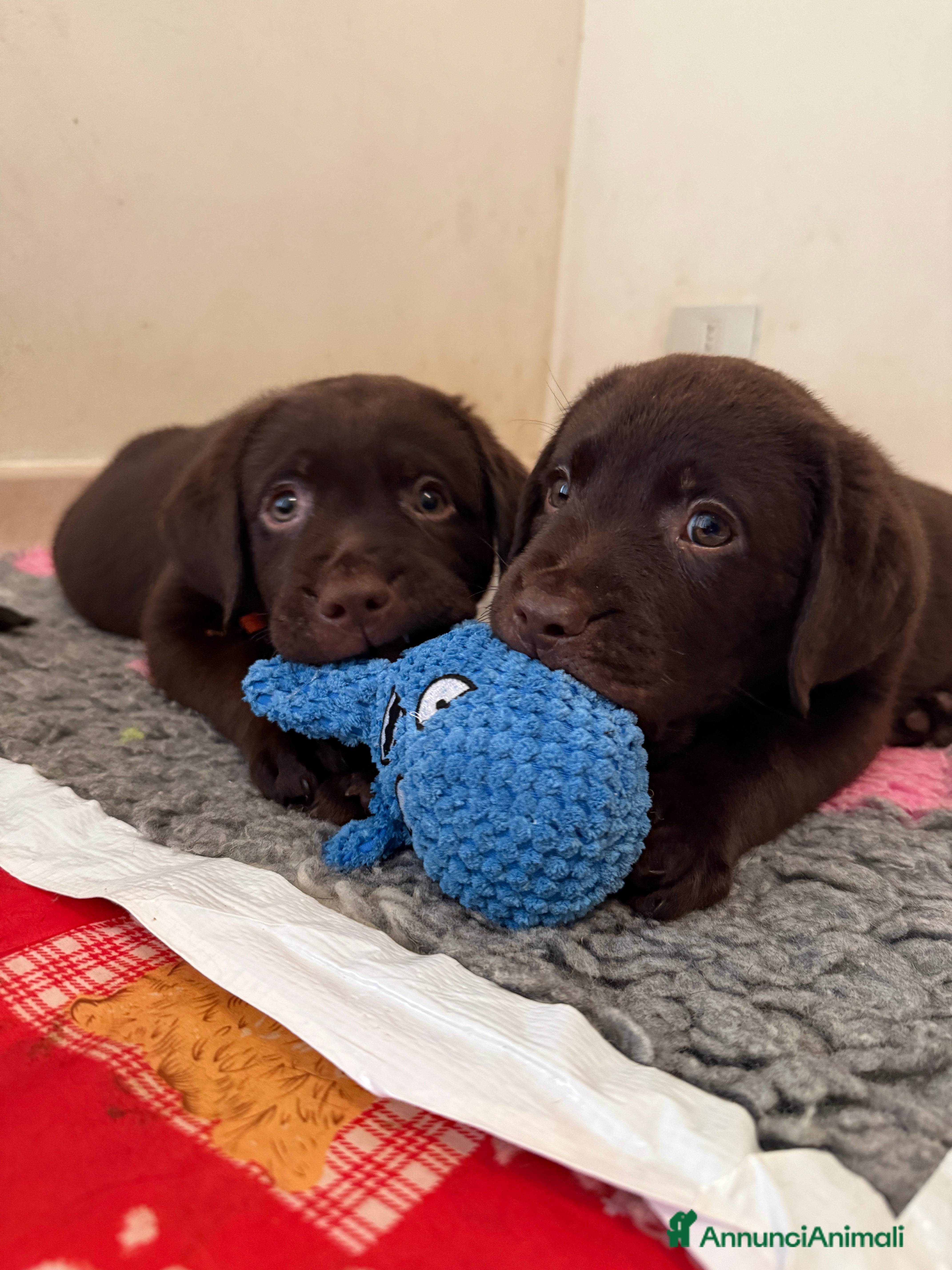 Labrador cani Labrador Cioccolato - Annuncio 2