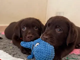 Labrador cani Labrador Cioccolato - Annuncio 2