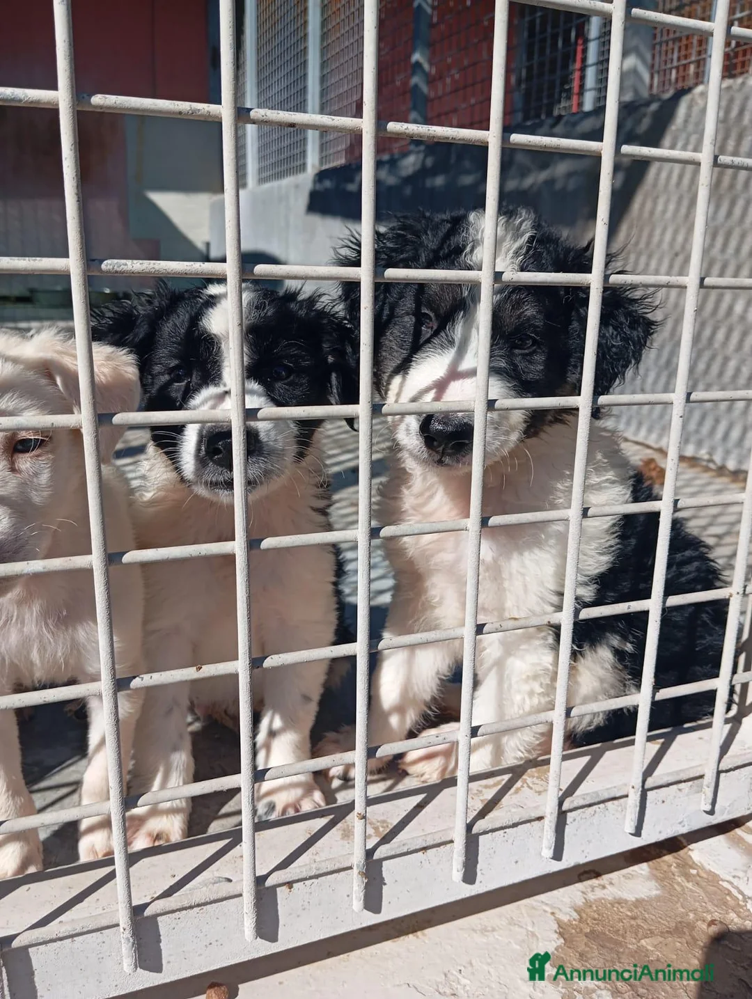 Meticcio cani in regalo: Balto, taglia media! (20/25kg) - Annuncio 2
