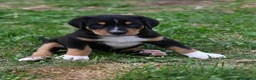 Grande Bovaro Svizzero cani in vendita: 🐾 Cuccioli di Grande Bovaro Svizzero disponibili! - Annuncio 10